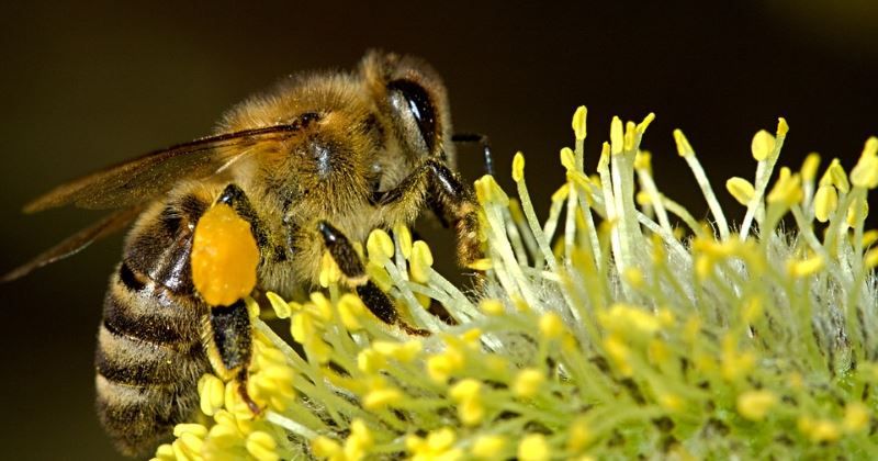 ape impollina un fiore