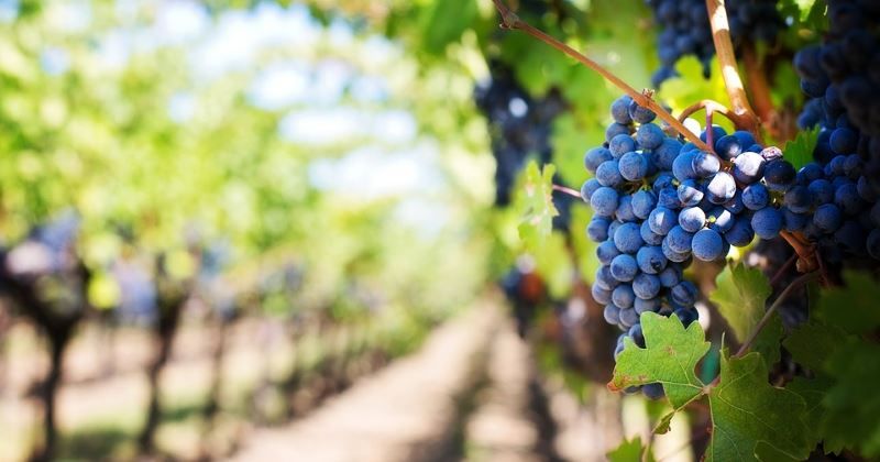 verona droni vendemmia 2018