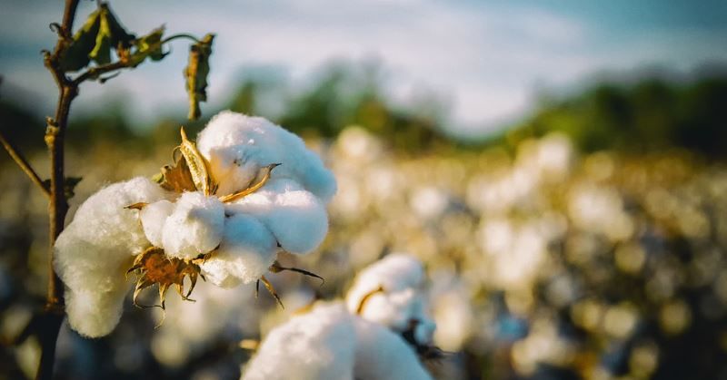 cina droni defoliante cotone