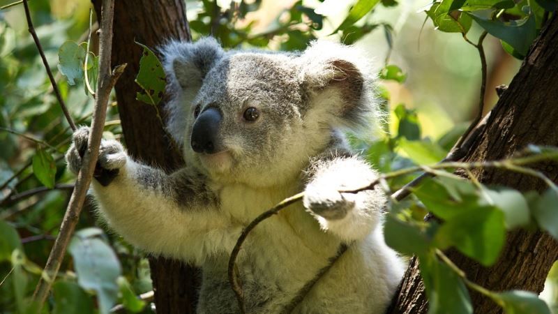 koala su albero