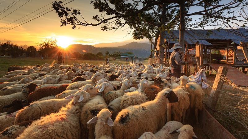 droni pastori greggi e mandrie