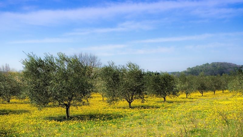droni per impollinare gli ulivi italia