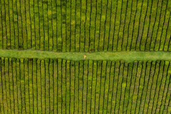 immagine di DJI 0895