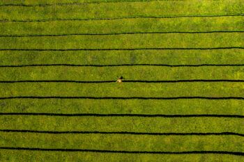 immagine di DJI 0916