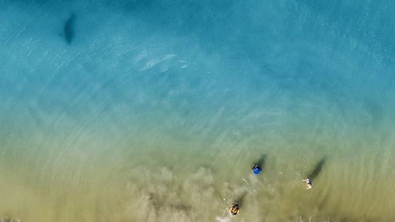 drone inquadra squalo in avvicinamento