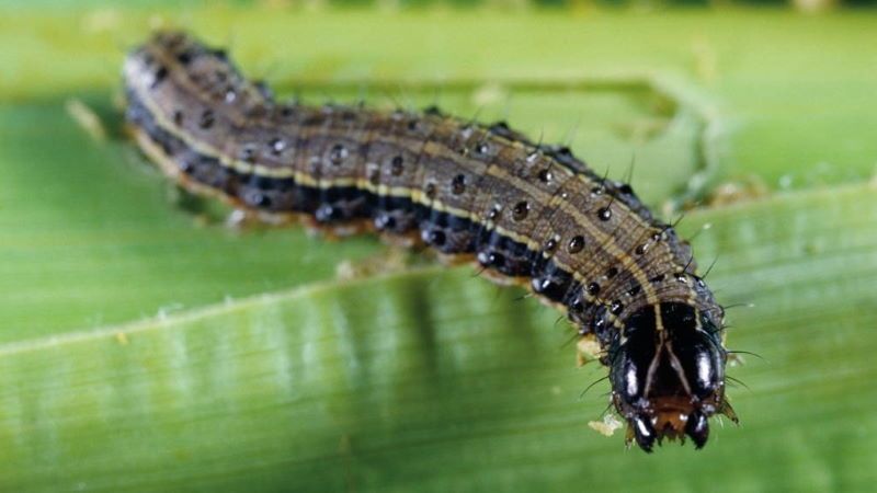 la larva della lafigma