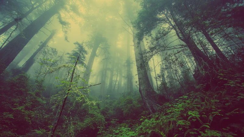 riforestazione coi droni