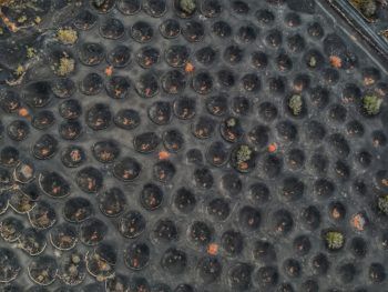 immagine di 4 Vigneti località La Geria