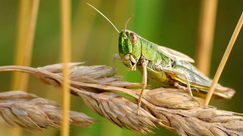una locusta del deserto