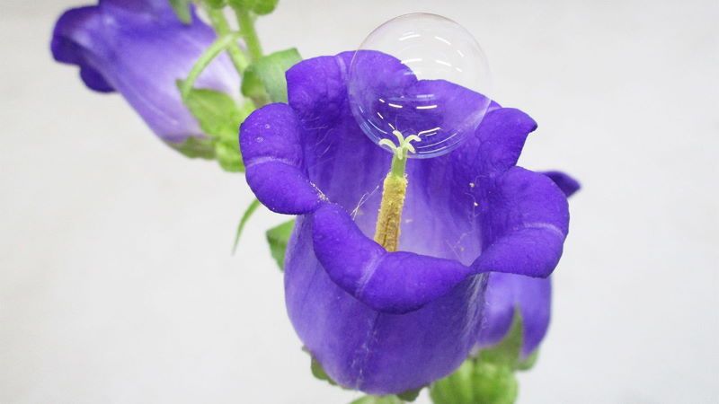 droni sparano bolle di sapone per impollinare i fiori