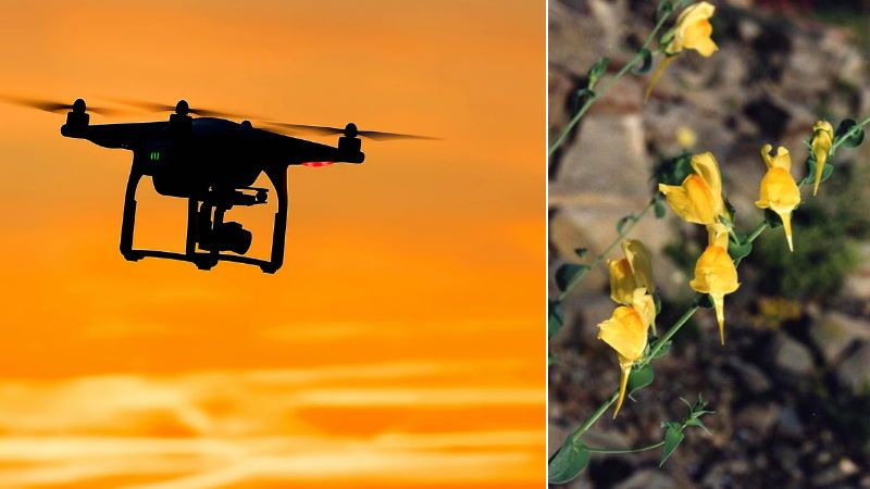 drone controllo piante invasive
