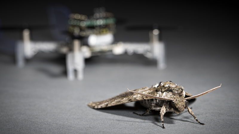 Smellicopter drone annusa odori antenna falena
