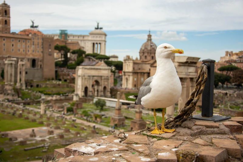 gabbiano a roma