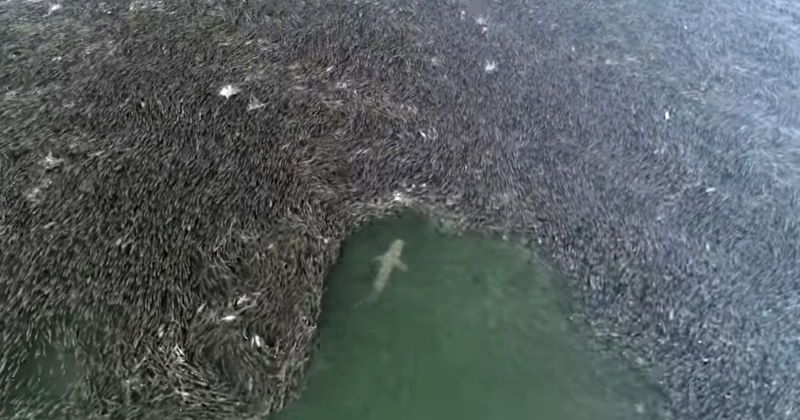 video squali cacciano long island