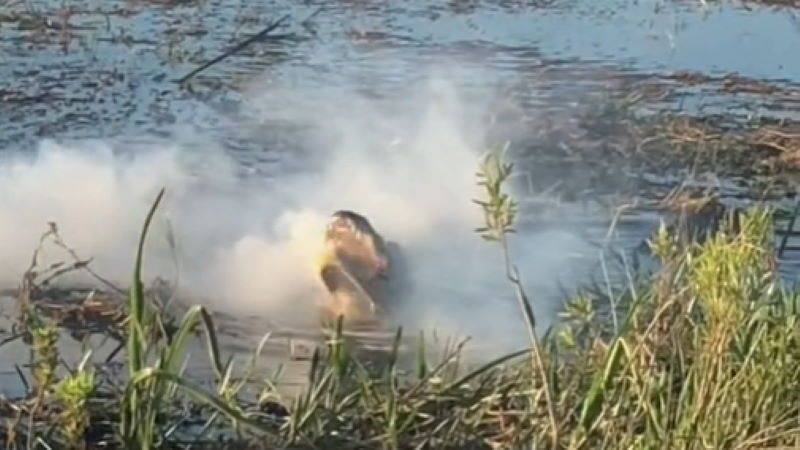 alligatore mangia drone