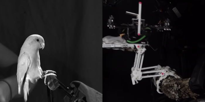 stanford university drone con artigli che si aggrappa agli oggetti