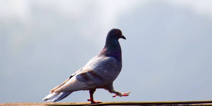droni per scacciare piccioni sui tetti