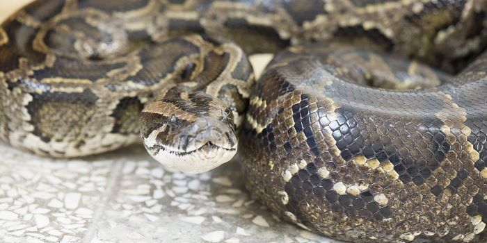 florida controllo popolazione pitone birmano