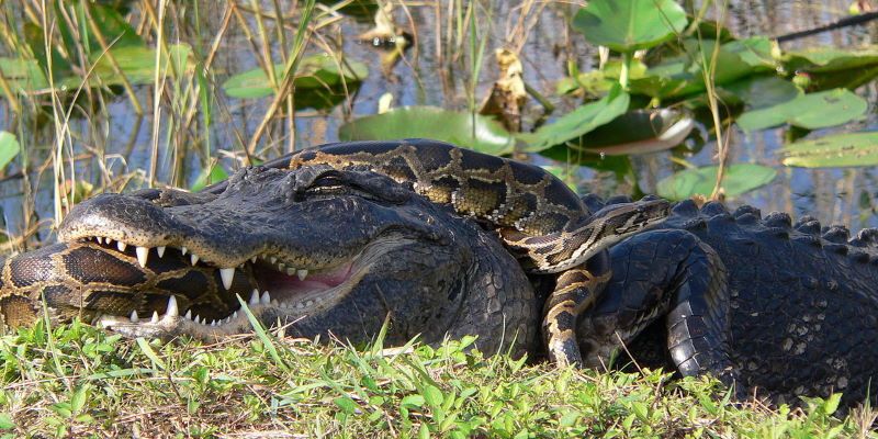 pitone vs coccodrillo everglades