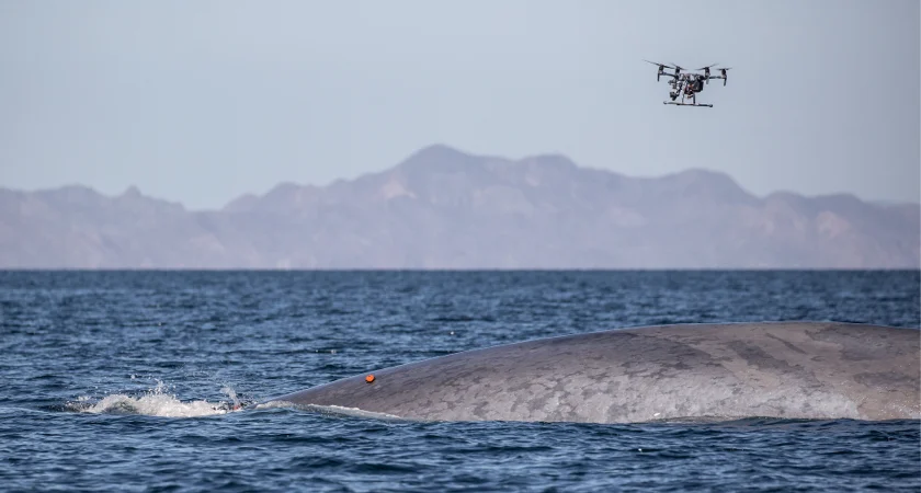 immagine di Tagging Whales From Above Tagged Whale and Drone.jpg