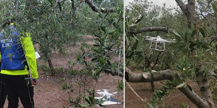 operazioni in corso olivematrix puglia coldiretti