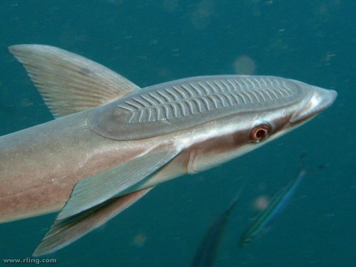 remora