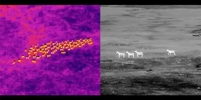 drone m300 dji filma migrazione antilopi tibetane anche di notte