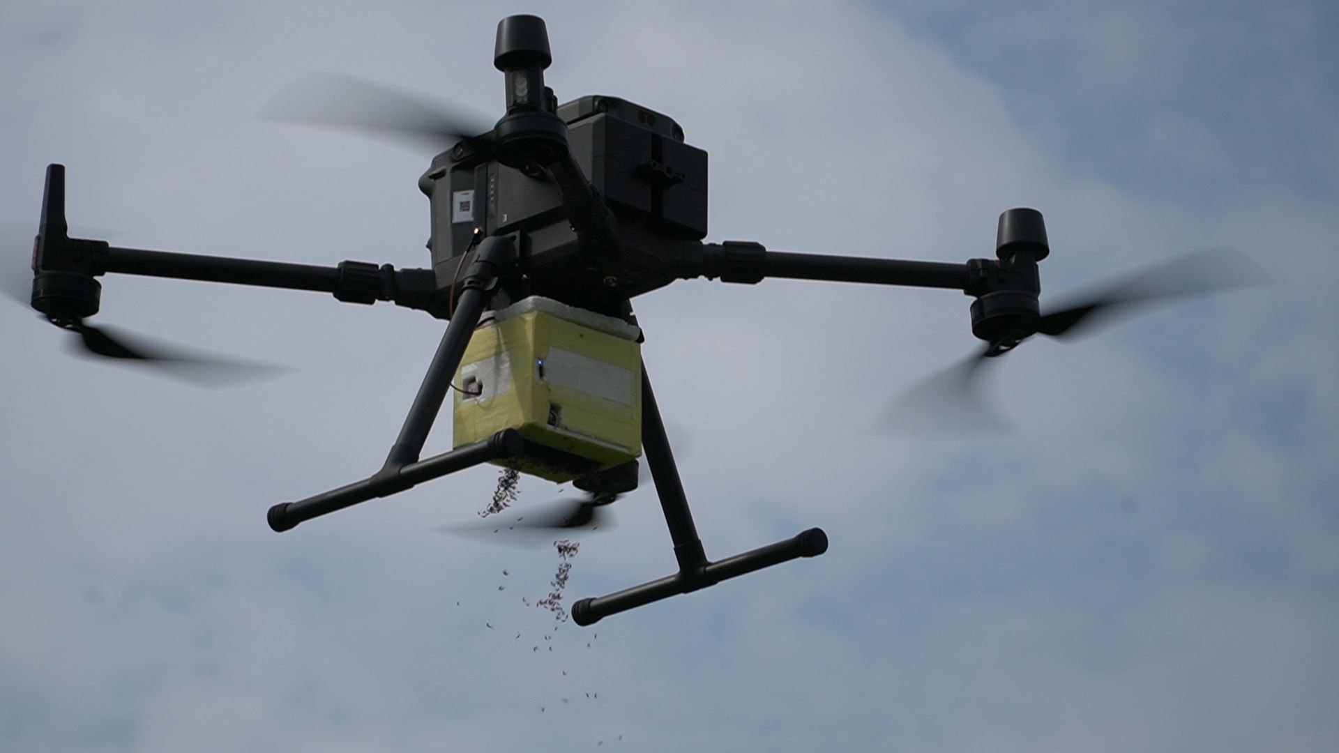 immagine di zanzara tigre drone bologna