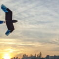 drone uccello per volo in città