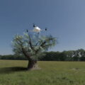 olivair drone per la raccolta delle olive