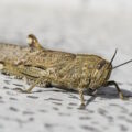 immagine di locusta egiziana Anacridium aegyptium