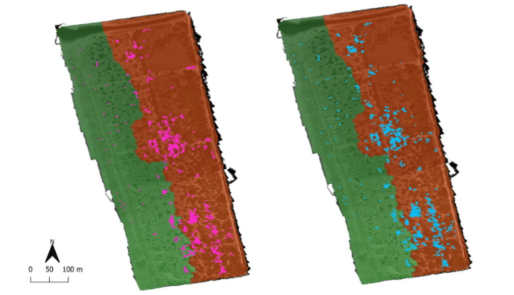 monitoraggio diffusione yucca gloriosa con drone università di pisa