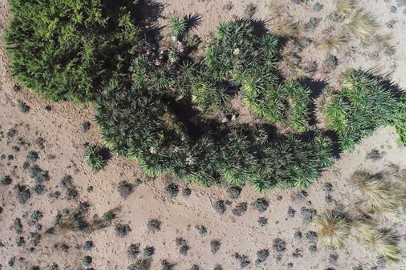 yucca gloriosa via drone ricerca università di pisa