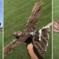 droni con vere piume di uccelli imbalsamati