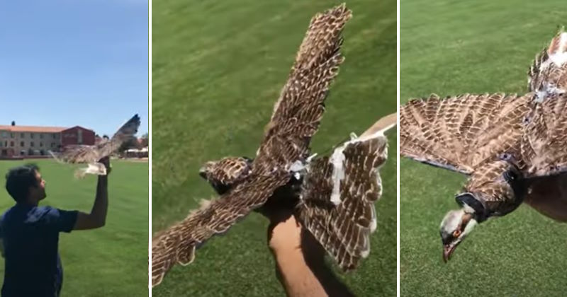 droni con vere piume di uccelli imbalsamati