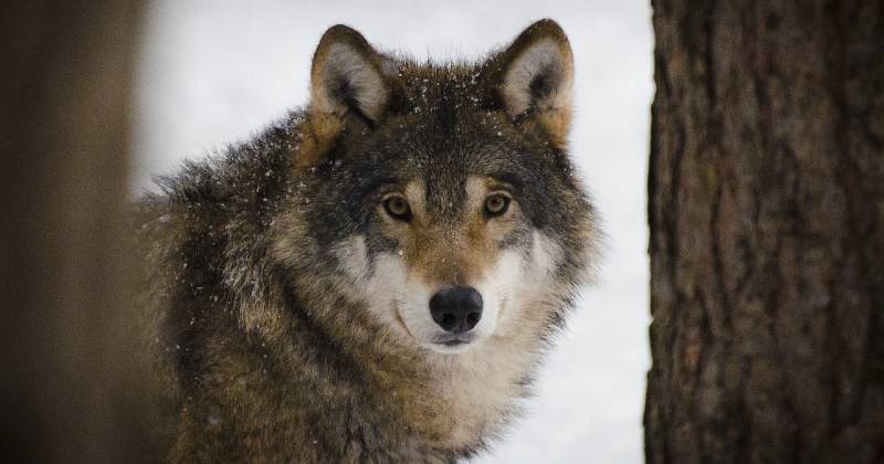 usa droni per spaventare i lupi e proteggere il bestiame