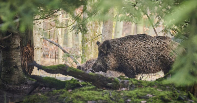 in lombardia droni contro la peste suina africana