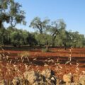 drone puglia scopre sversamento illegale di percolato