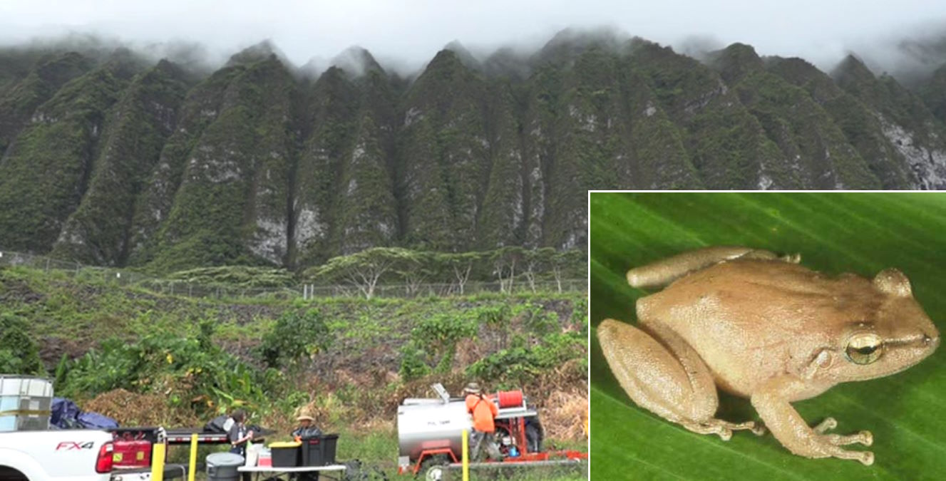 hawaii rane Coqui