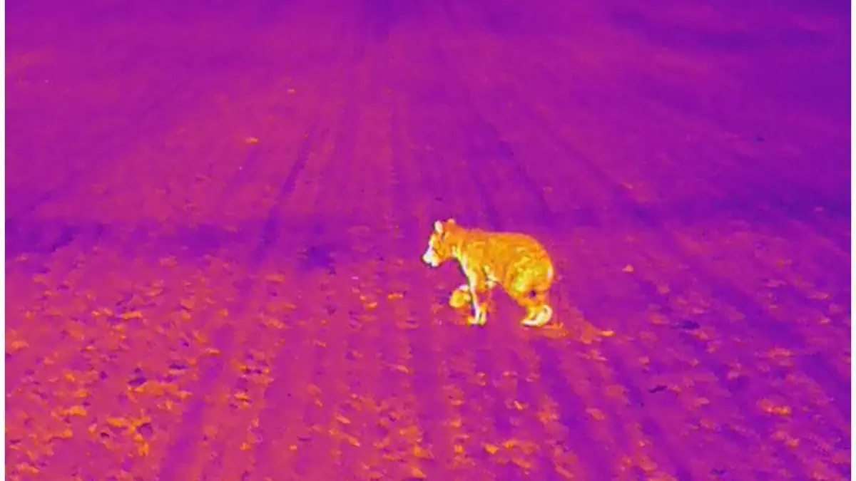 droni meglio dei cani per tenere lontani gli orsi dalle zone abitate