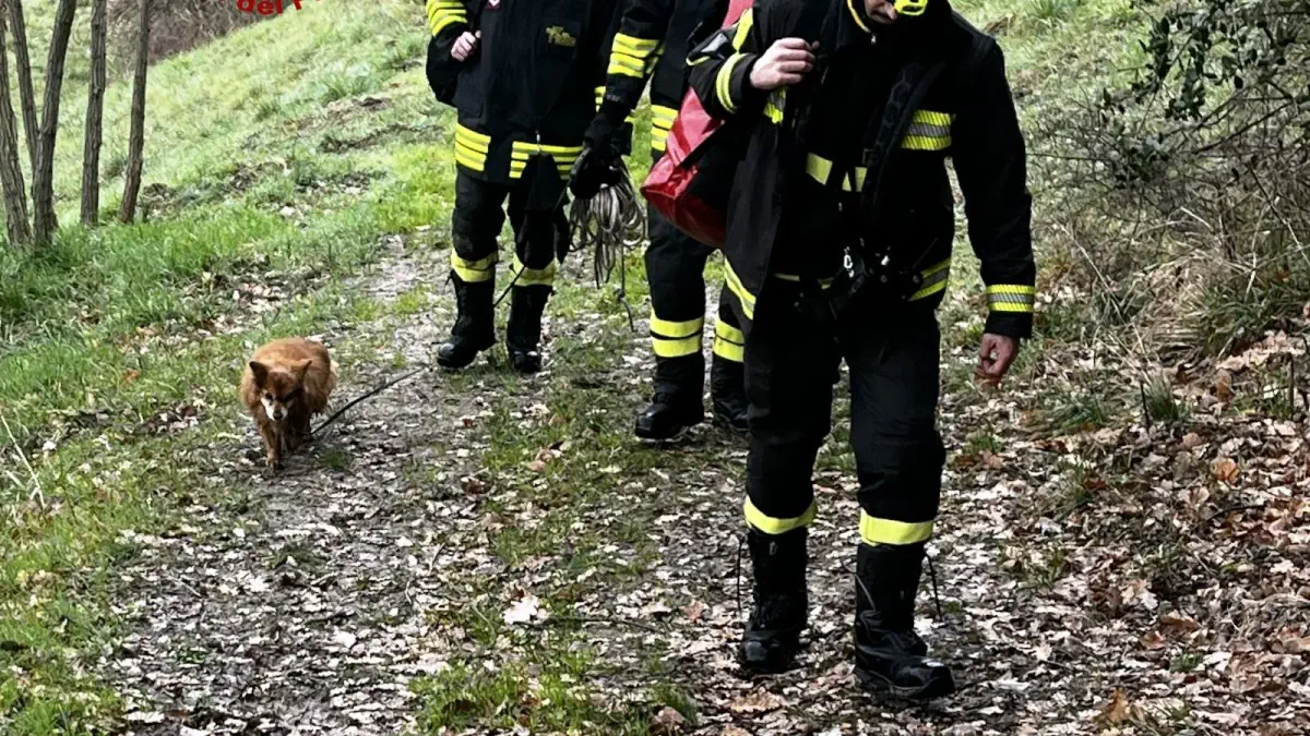 vigili del fuoco montespertoli salvano cane cieco disperso e trovato dal drone di un privato